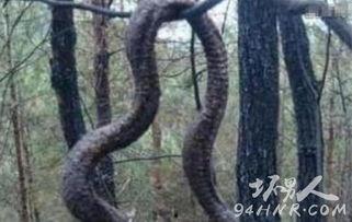 安徽巨蟒渡劫事件视频