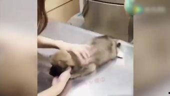 打针视频超疼,视频记录超疼体验