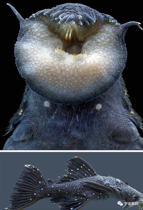 琵琶鱼视频,琵琶鱼神秘世界的揭秘之旅