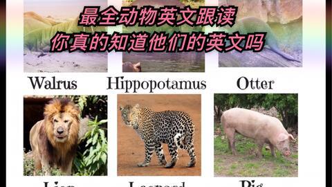 动物英语单词视频