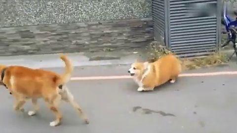 小动物走路视频,揭秘小动物走路的趣味瞬间