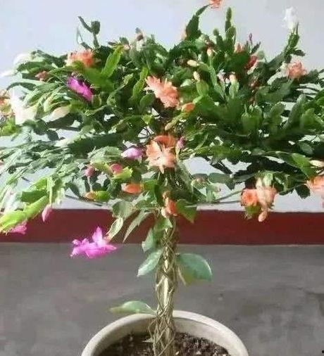 叶仙嫁接蟹爪兰视频,打造独特家居绿植风采